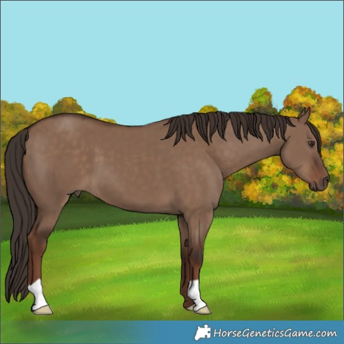 Horse Color:Liver Red Dun 