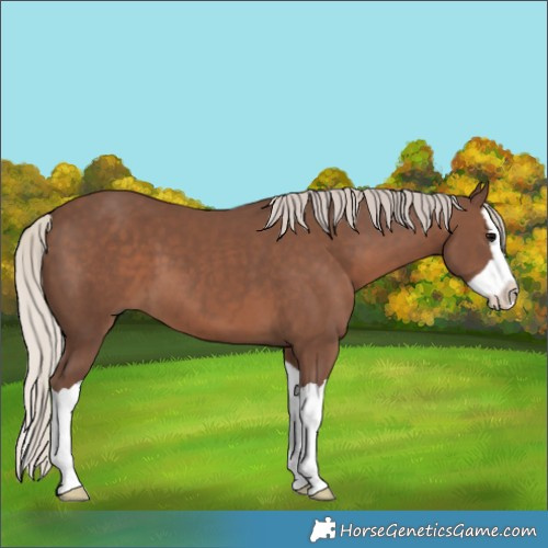 Horse Color:Silver Black Splash