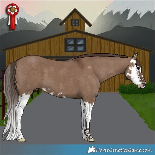 Horse Color:Liver Red Dun Splash 