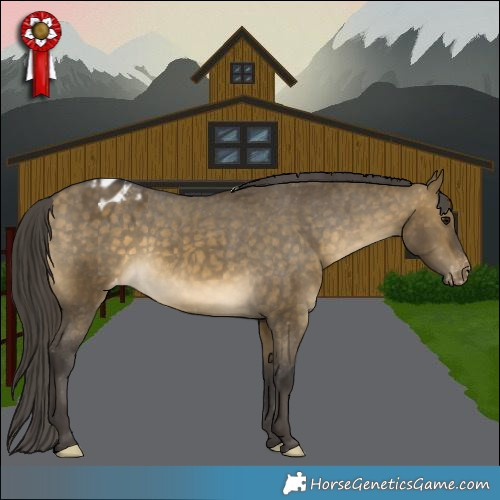 Horse Color:Buckskin Dun Appaloosa 