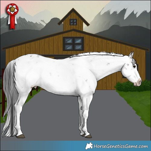 Horse Color:Brown Dun Sabino Appaloosa Rabicano Brindle 