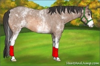 Horse Color:White Spotted Buckskin Roan 