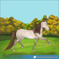 Horse Color:White Spotted Brown Snowdrop Pearl Dun Sabino Varnish Rabicano 