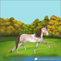 Horse Color:White Spotted Bay Pearl Dun Sabino Rabicano 