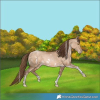 Horse Color:White Spotted Brown Pearl Dun Tobiano Rabicano