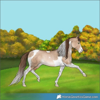 Horse Color:Bay Pearl Dun Sabino Tobiano Rabicano 