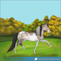 Horse Color:Bay Dun Sabino Tobiano Appaloosa Rabicano 