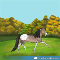 Horse Color:Bay Dun Sabino Tobiano Snowcap Rabicano 