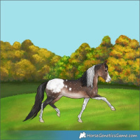 Horse Color:Bay Sabino Tobiano Snowcap Rabicano 