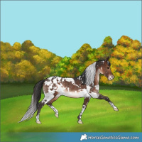 Horse Color:White Spotted Bay Appaloosa Rabicano 