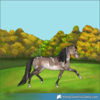 Horse Color:White Spotted Bay Dun Rabicano 