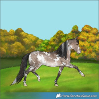 Horse Color:White Spotted Bay Dun Appaloosa Rabicano 