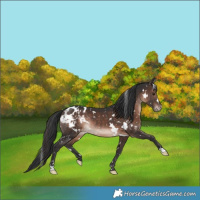 Horse Color:White Spotted Brown Appaloosa Rabicano 