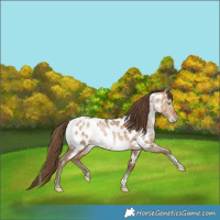 Horse Color:White Spotted Bay Snowdrop Dun Tobiano Near Leopard Rabicano 