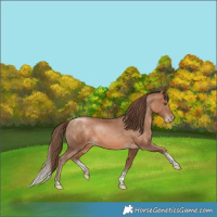 Horse Color:Bay Pearl Sabino Tobiano Rabicano 