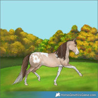Horse Color:Brown Pearl Dun Sabino Tobiano Appaloosa Rabicano 