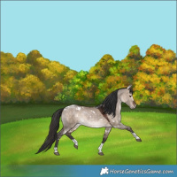 Horse Color:White Spotted Bay Dun Tobiano Rabicano 