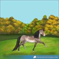 Horse Color:White Spotted Bay Dun Sabino Rabicano 