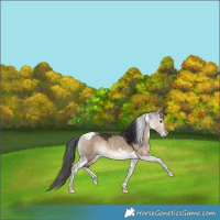 Horse Color:Bay Dun Tobiano Rabicano 