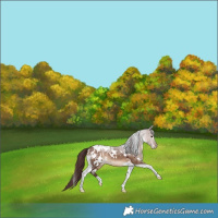 Horse Color:White Spotted Chocolate Bay Dun Tobiano Blanket Rabicano 