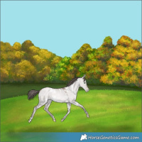 Horse Color:Platinum White Spotted Bay Pearl Dun Mushroom Rabicano 