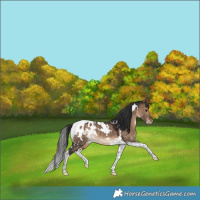 Horse Color:White Spotted Bay Dun Tobiano Blanket Rabicano