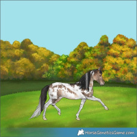 Horse Color:White Spotted Bay Dun Tobiano Rabicano