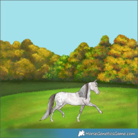 Horse Color:Platinum White Spotted Bay Pearl Dun Appaloosa Rabicano 