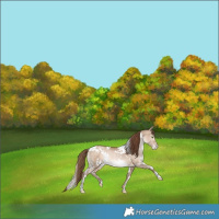 Horse Color:White Spotted Bay Snowdrop Dun Varnish Rabicano 
