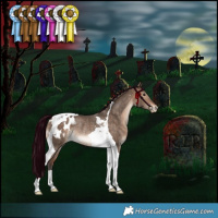 Horse Color:Bay Dun Tobiano Appaloosa Rabicano 