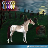 Horse Color:Bay Dun Tobiano Appaloosa Rabicano