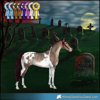 Horse Color:Bay Dun Tobiano Appaloosa Rabicano 