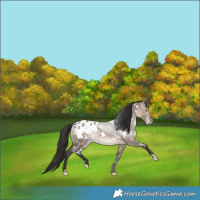 Horse Color:White Spotted Bay Dun Mushroom Appaloosa Rabicano 
