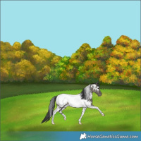 Horse Color:White Spotted Grullo Tobiano Near Fewspot Rabicano