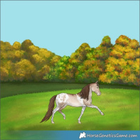 Horse Color:Bay Pearl Dun Tobiano Appaloosa Rabicano 