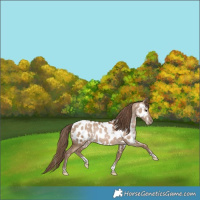 Horse Color:White Spotted Grullo Snowdrop Pearl Tobiano Near Leopard Rabicano