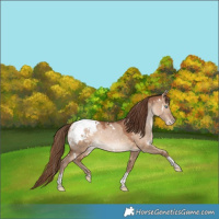 Horse Color:White Spotted Brown Pearl Dun Tobiano Appaloosa Rabicano 