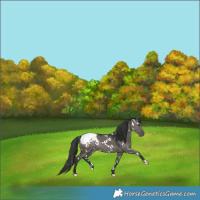 Horse Color:White Spotted Grullo Appaloosa Rabicano