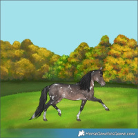 Horse Color:Platinum White Spotted Bay Tobiano Rabicano