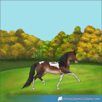 Horse Color:Bay Tobiano Varnish Rabicano 