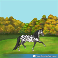 Horse Color:Platinum White Spotted Black Tobiano Appaloosa Rabicano 