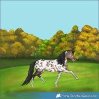 Horse Color:Brown Dun Tobiano Near Leopard Rabicano 