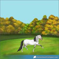 Horse Color:White Spotted Brown Dun Near Fewspot Rabicano 