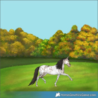 Horse Color:Bay Dun Mushroom Tobiano Appaloosa Rabicano 