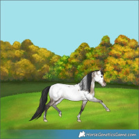 Horse Color:White Spotted Bay Dun Tobiano Near Fewspot Rabicano 