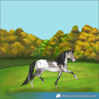Horse Color:Platinum White Spotted Bay Dun Snowcap Rabicano 