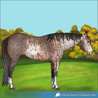 Horse Color:Bay Sabino Rabicano  and Gray Bay Sabino Rabicano 