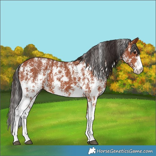 Horse Color:Bay Sabino Rabicano and Bay Sabino Rabicano