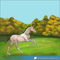 Horse Color:White Spotted Liver Red Dun Pearl Tobiano Rabicano 