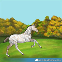 Horse Color:White Spotted Bay Pearl Dun Tobiano Appaloosa Rabicano 